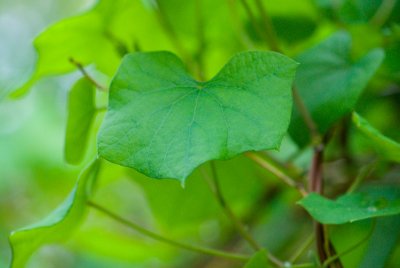 Menispermum canadense - lunopold kanadský - list